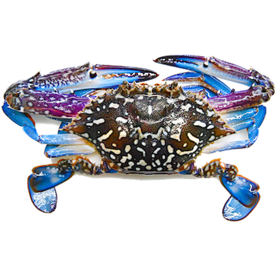 BLUE SWIMMING CRAB