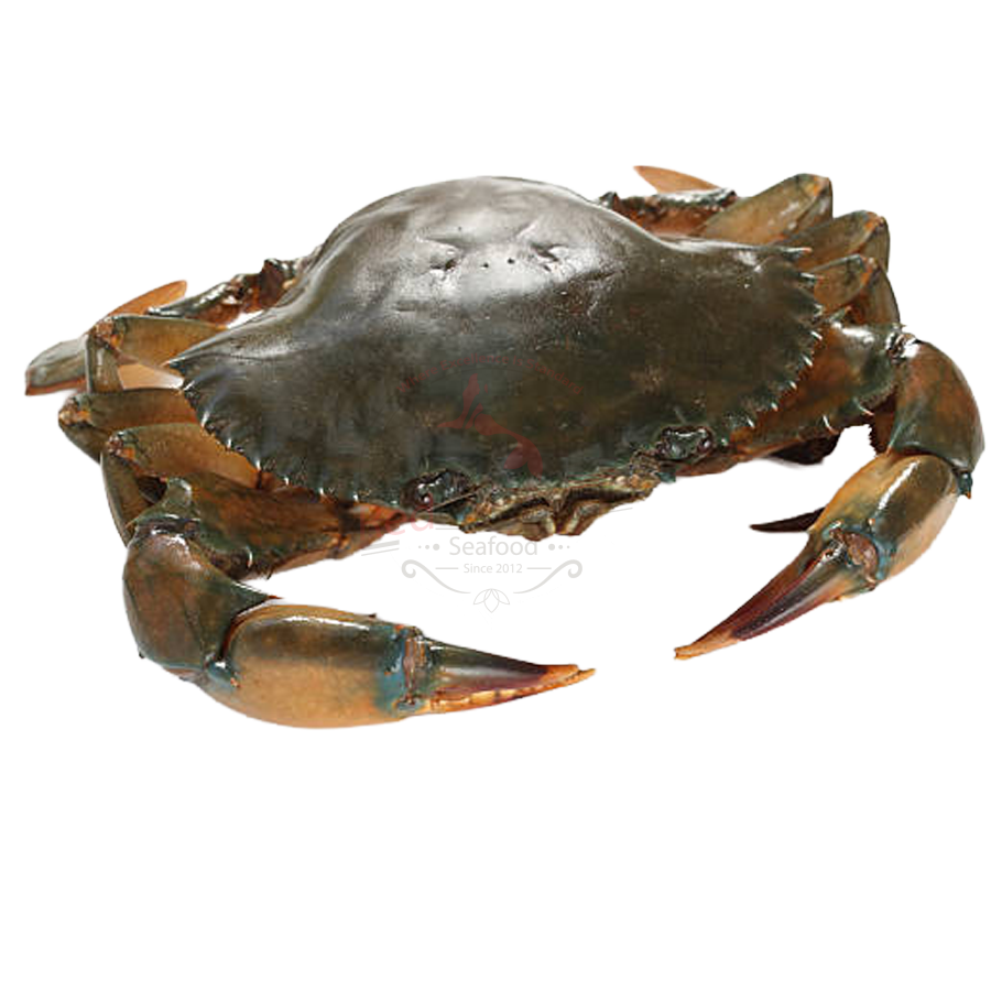 MUD CRAB