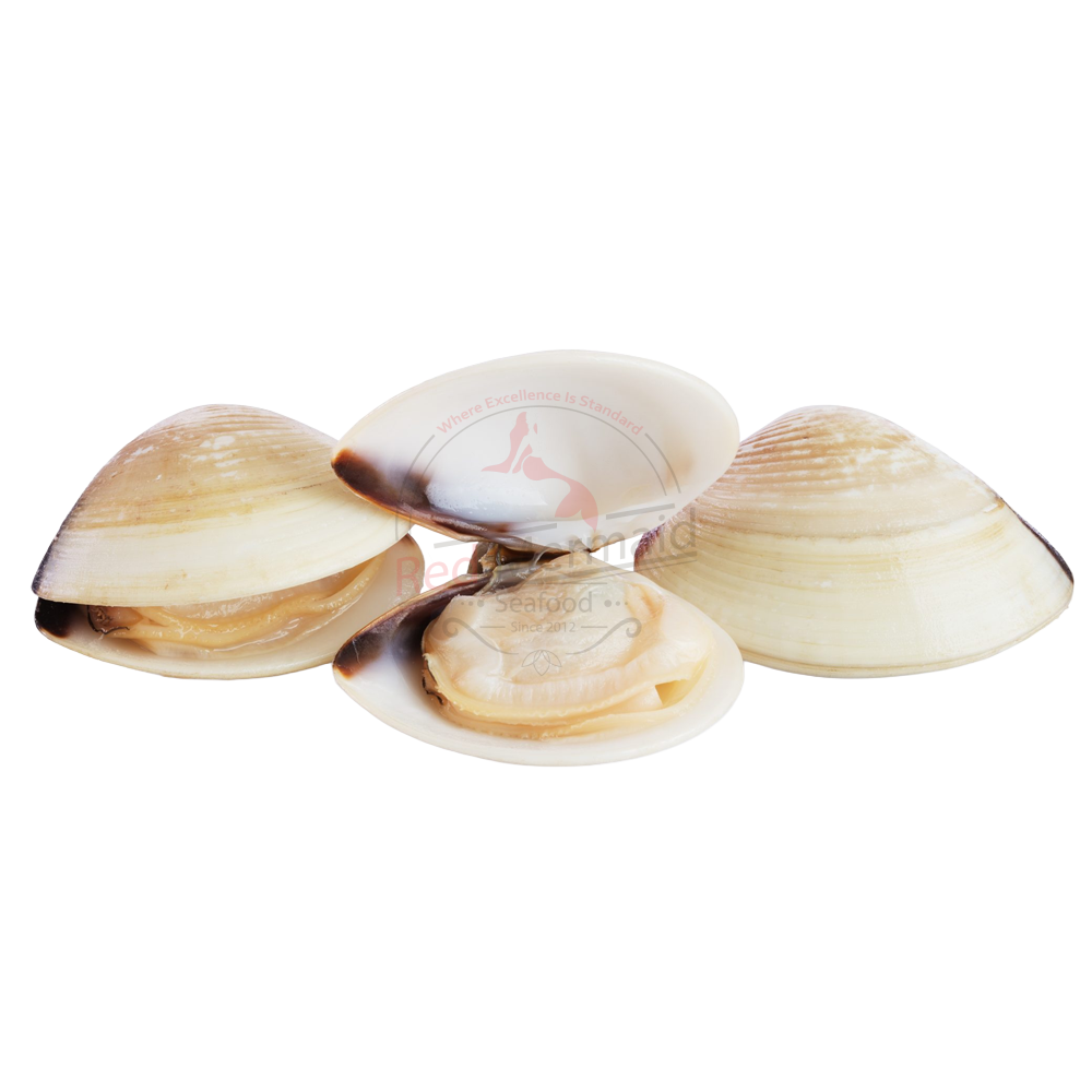 Pipi Clams