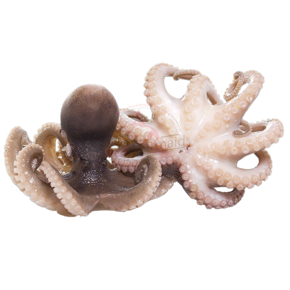 Baby Octopus