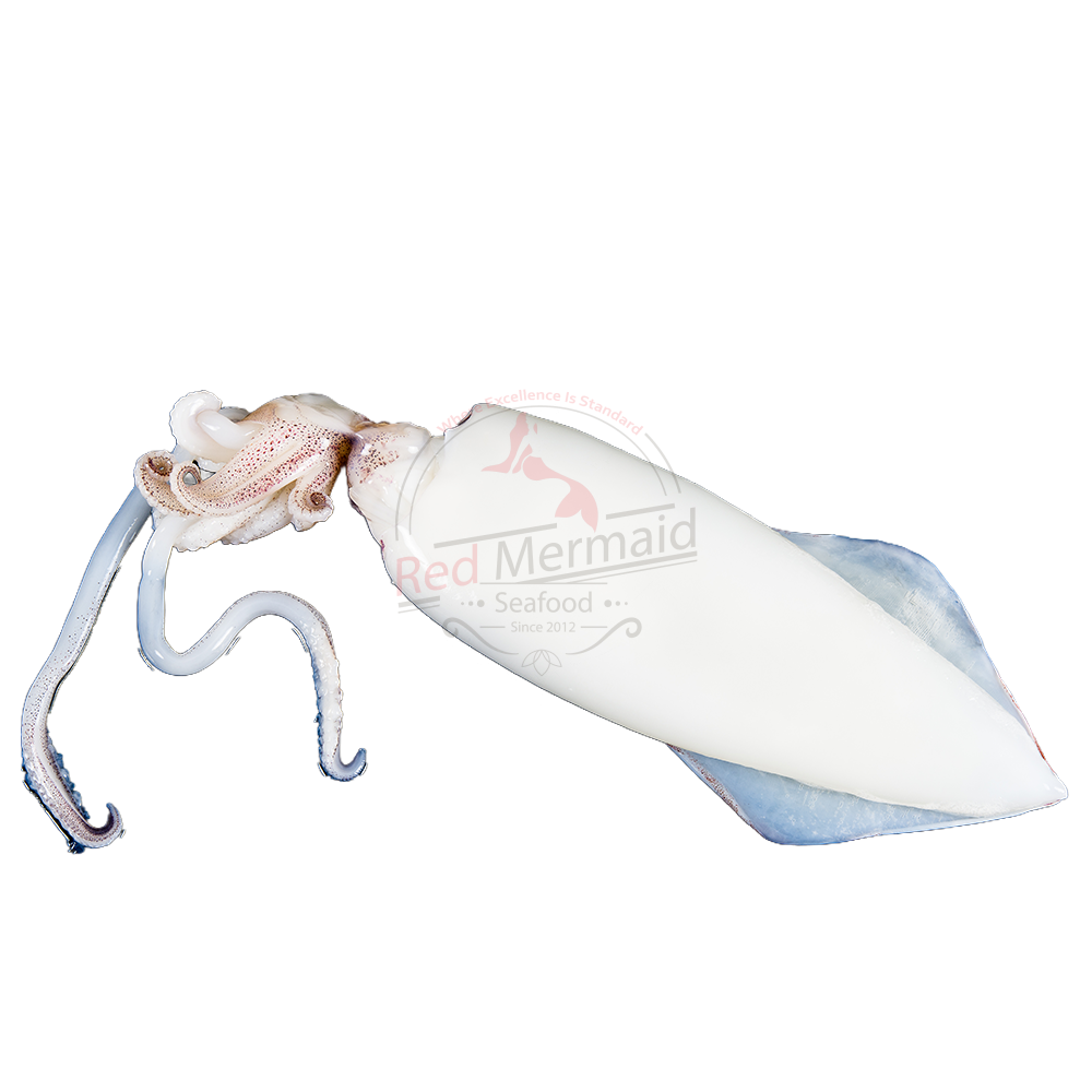 Whole Cleaned - Squid