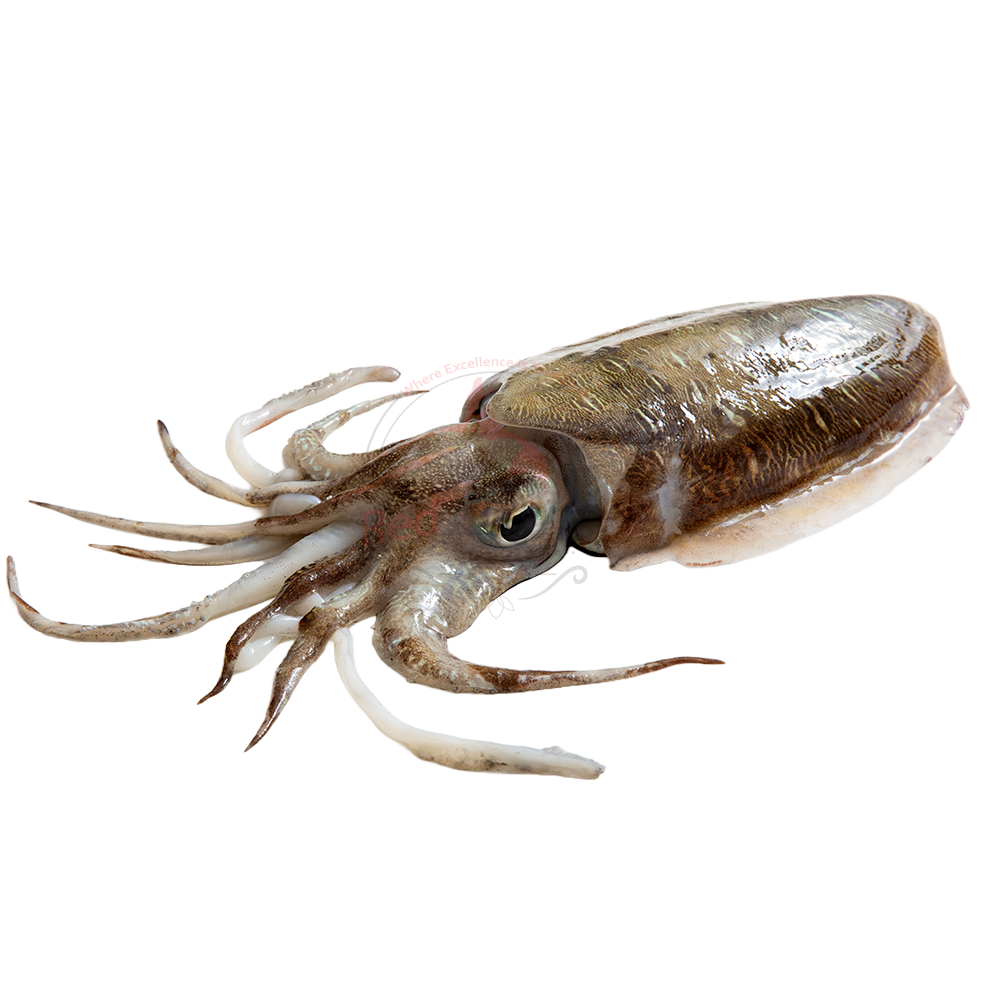Cuttlefish