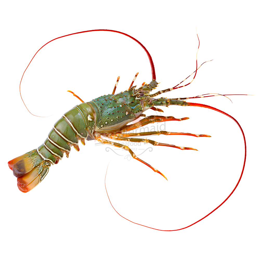 Lobster