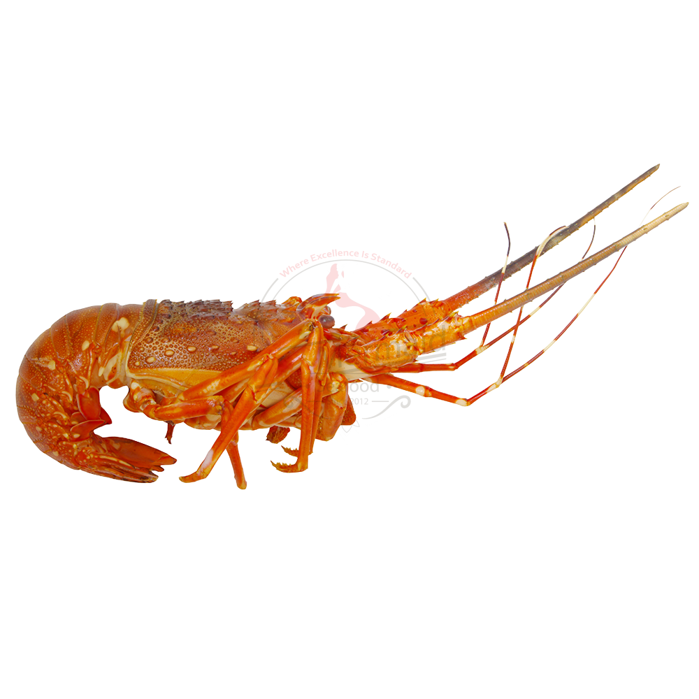 Cooked - Lobster