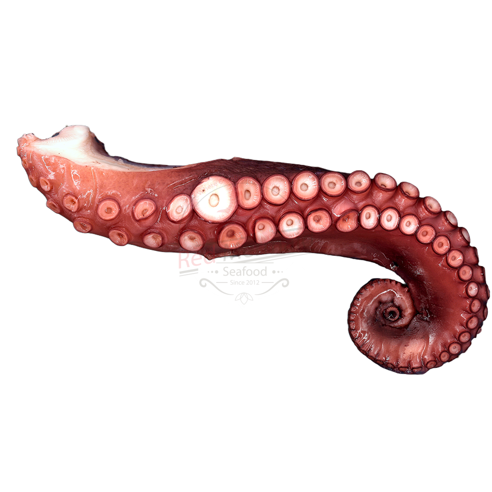 Octopus Legs