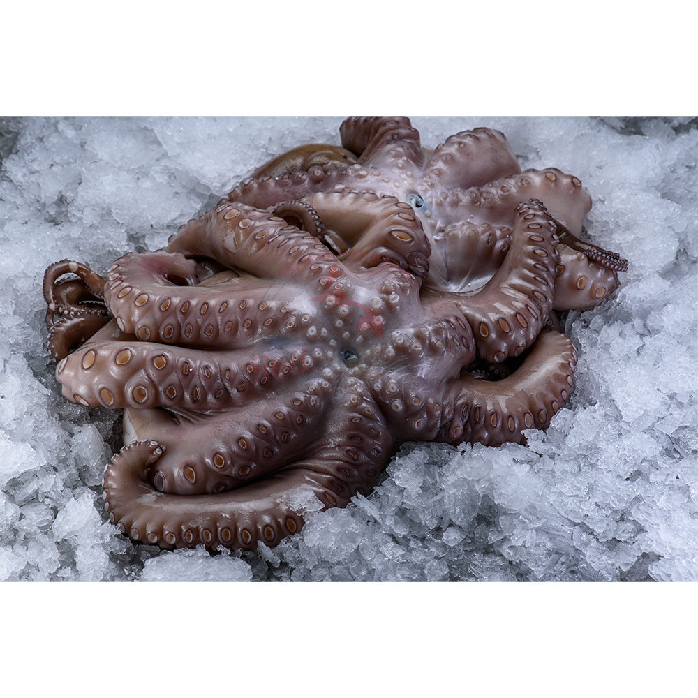 Octopus