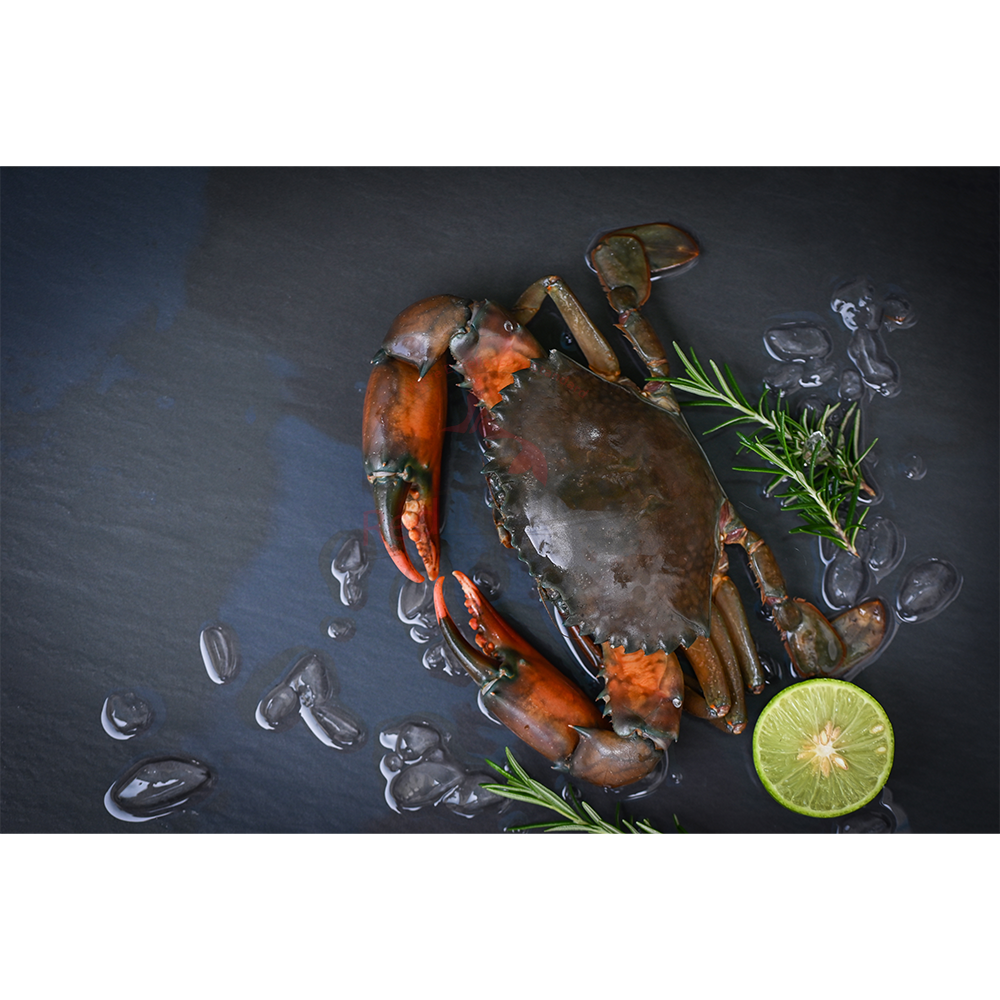 WHOLE ROUND - Mud Crab
