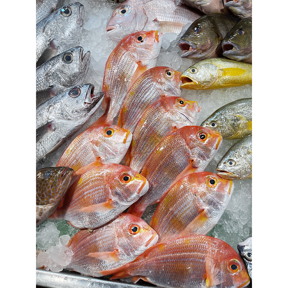 Fish
